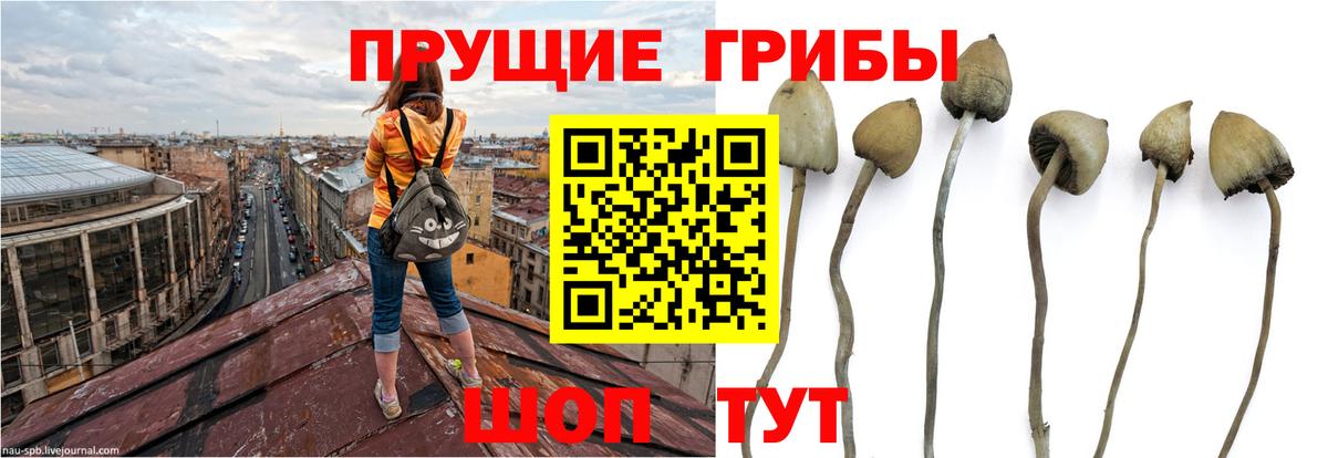 Галлюциногенные грибы ЛСД  Вход с VPN  Мирный  Псилоцибиновые грибы Cubensis 